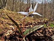 78 Dente di cane (Erythronium dens canis)